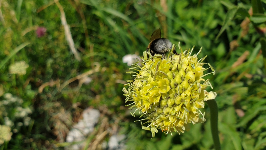 Céphalaire des Alpes - Cephalaria Alpina