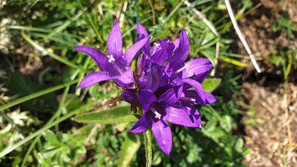 Campanule Agglomérée - Campanula Glomerata