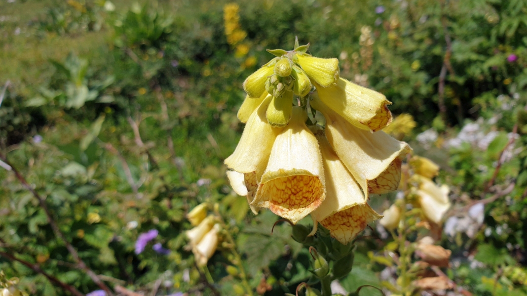 Digitale à grandes Fleurs - Digitalis Grandiflora