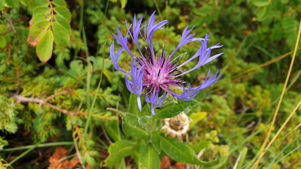 Centaurée des Montagnes - Centaurea Montana