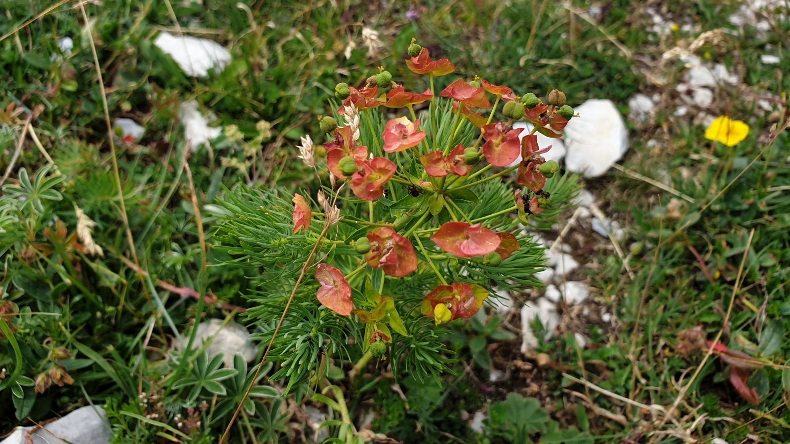 Euphorbe Petit-Cyprès – Euphorbia Cyparissias