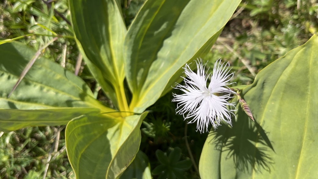 Oeillet de Montpellier - Dianthus Hyssopifolius