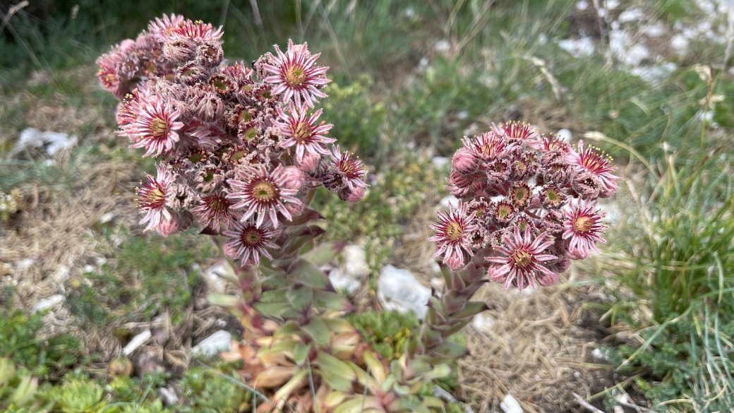 Joubarbe des Toits - Sempervivum Tectorum