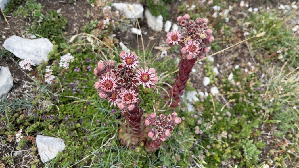 Joubarbe des Toits - Sempervivum Tectorum