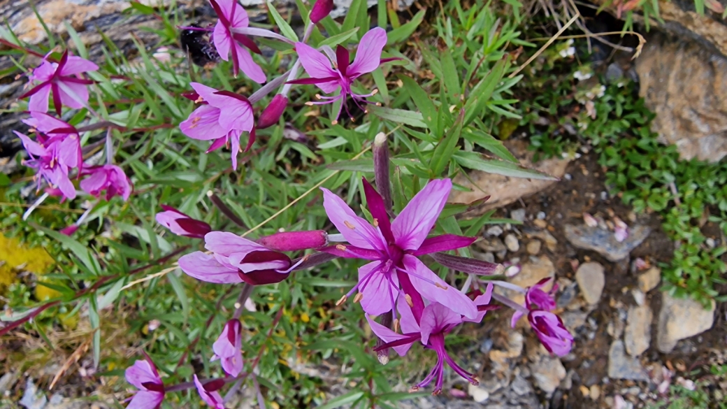 Epilobe des Alluvions - Epilobium Fleischeri