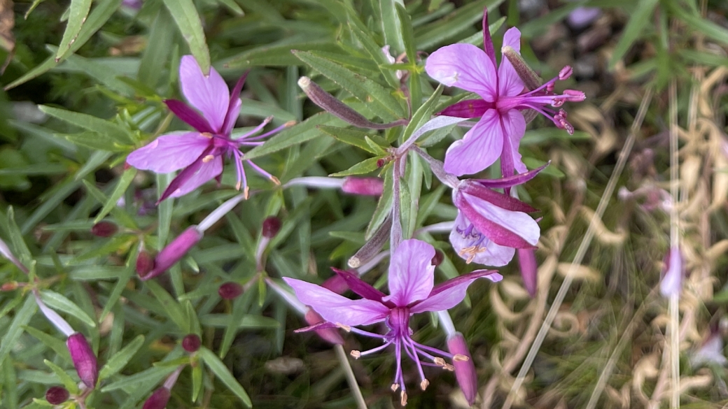 Epilobe des Alluvions - Epilobium Fleischeri