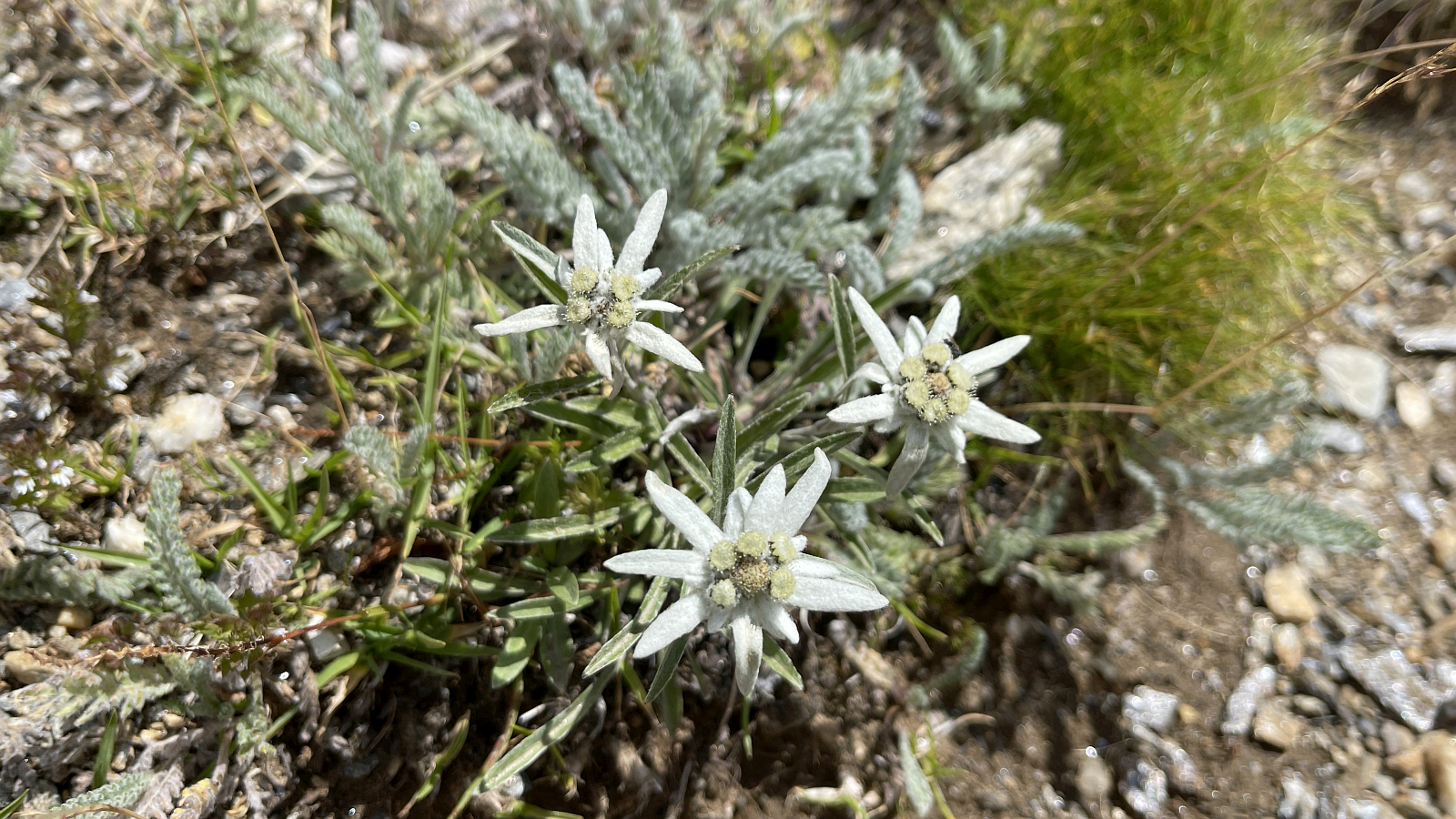 Edelweiss – Leontopodium Alpinum