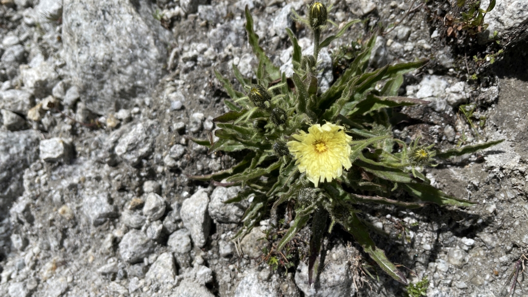 Epervière à Feuilles de chicorée - Hieracium Intybaceum