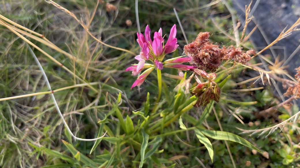 Trèfle Alpin - Trifolium Alpinum