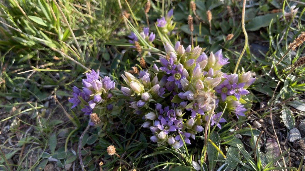 Gentiane Champêtre - Gentiana Campestris