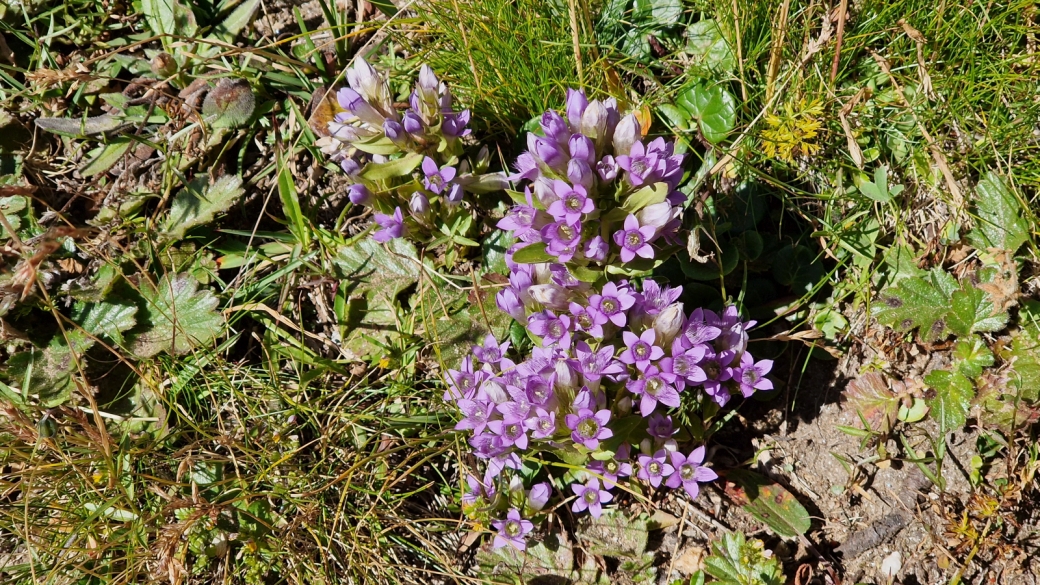 Gentiane Champêtre - Gentiana Campestris