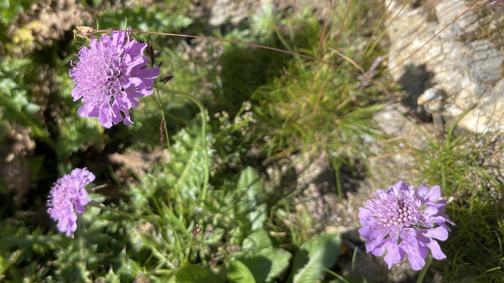 Scabieuse Luisante - Scabiosa Lucida