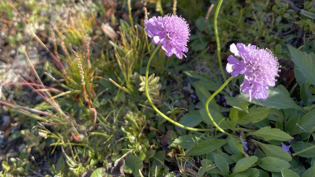 Scabieuse Luisante - Scabiosa Lucida