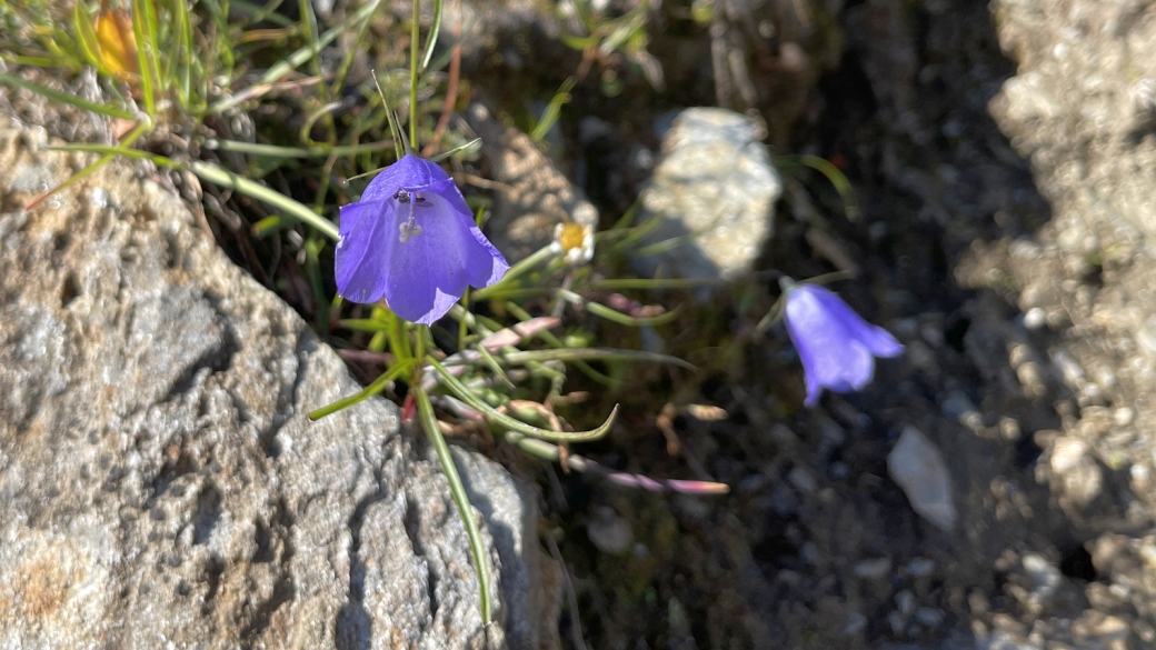 Campanule Pauciflore - Campanula Scheuchzeri