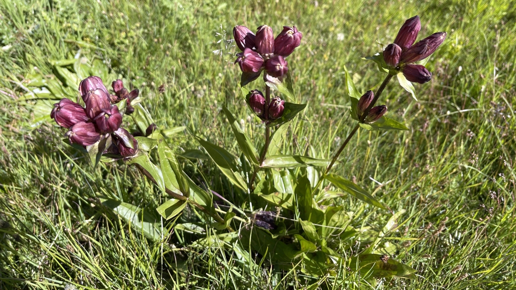 Gentiane Pourpre - Gentiana Purpurea