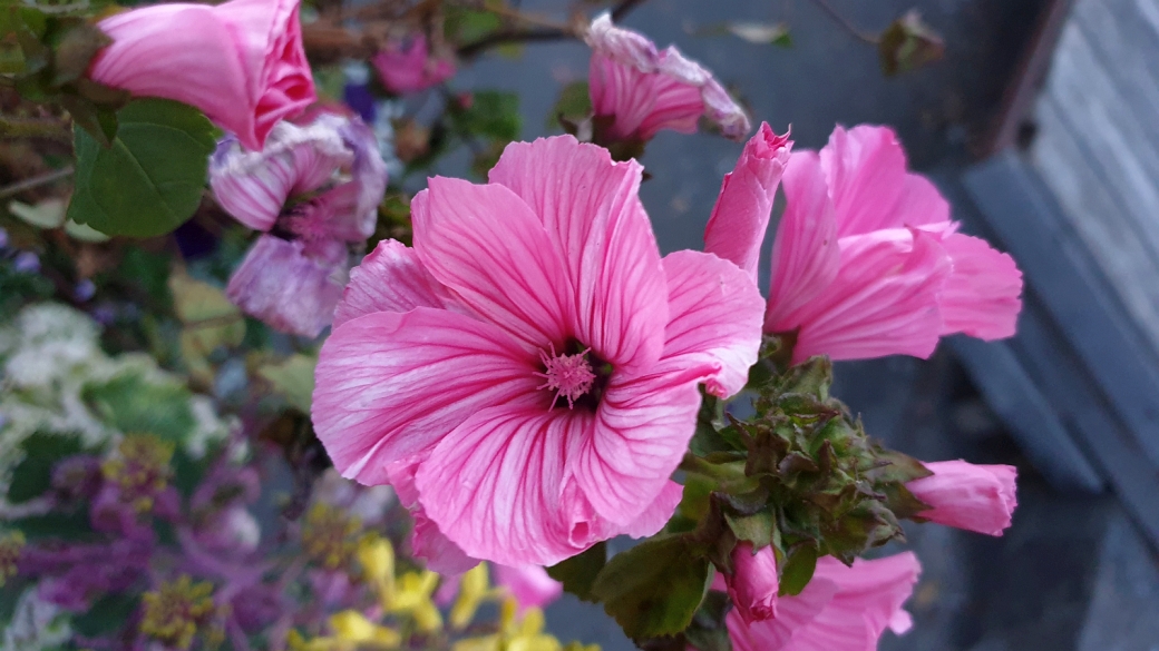 Althéa - Hibiscus Syriacus