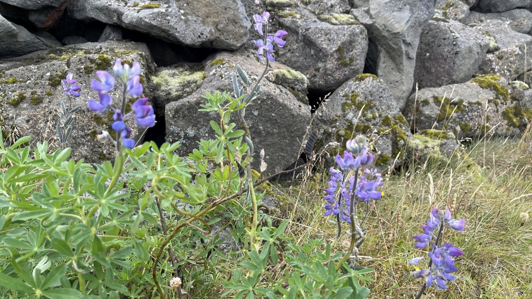 Nootka Lupine - Lupinus Nootkatensis