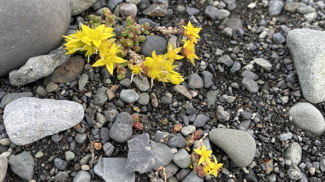 Orpin Jaune - Sedum acre