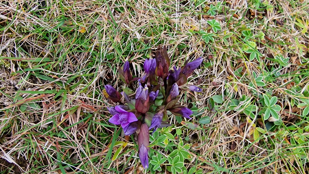 Gentiane des Champs - Gentianella Campestris