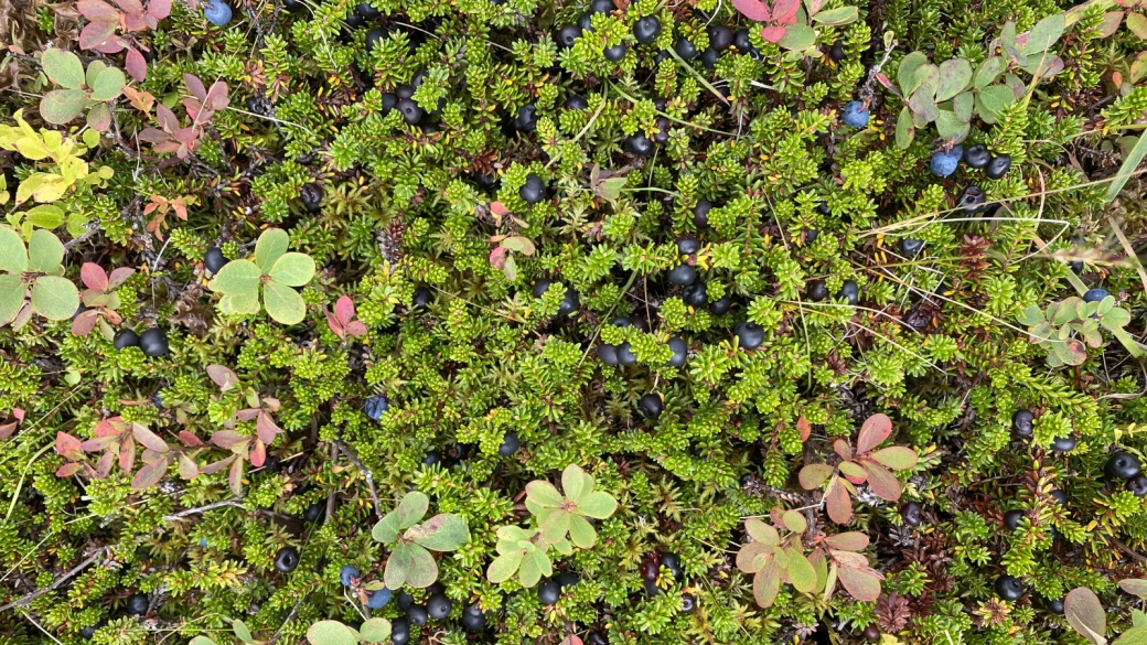 Camarine Noire - Empetrum Nigrum