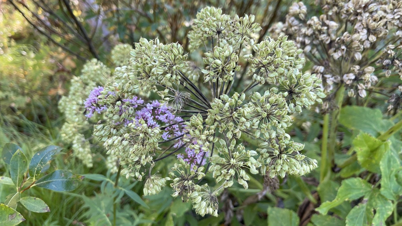 Angélique Officinale – Angelica Archangelica