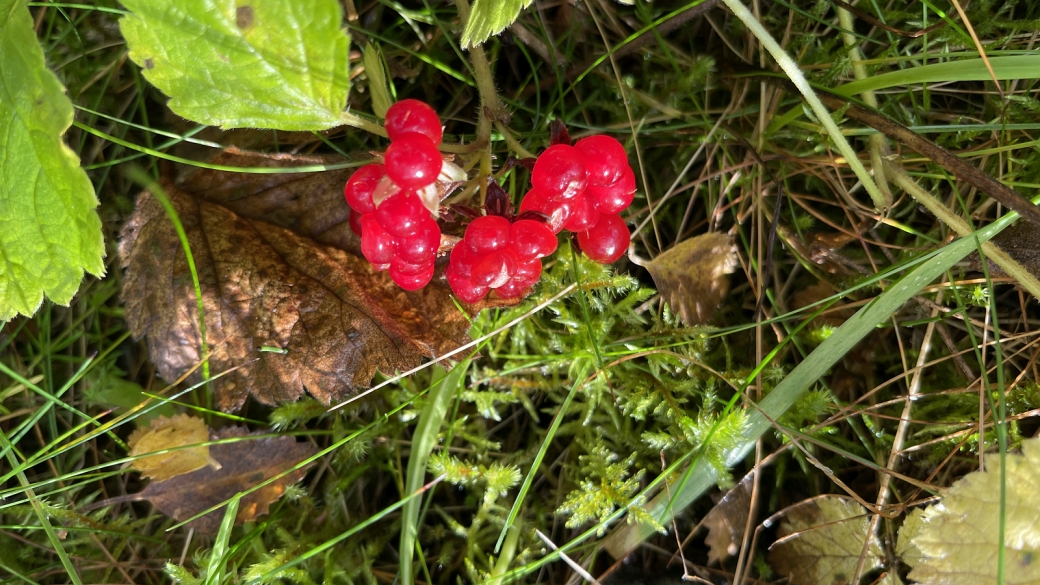 Ronce des Rochers - Rubus Saxatilis