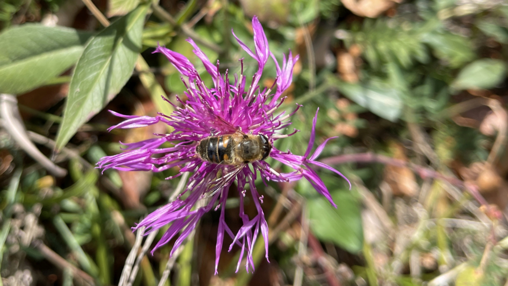 Centaurée Jacée - Centaurea Jacea