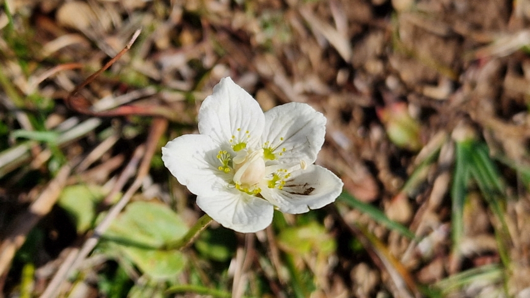 Parnassie des Marais - Parnassia Palustris