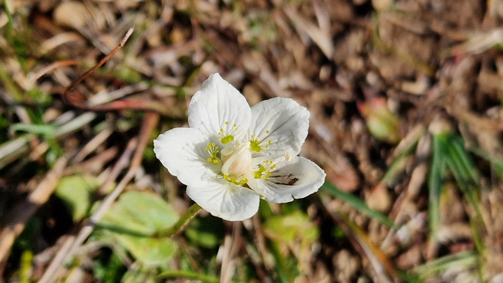 Parnassie des Marais – Parnassia Palustris