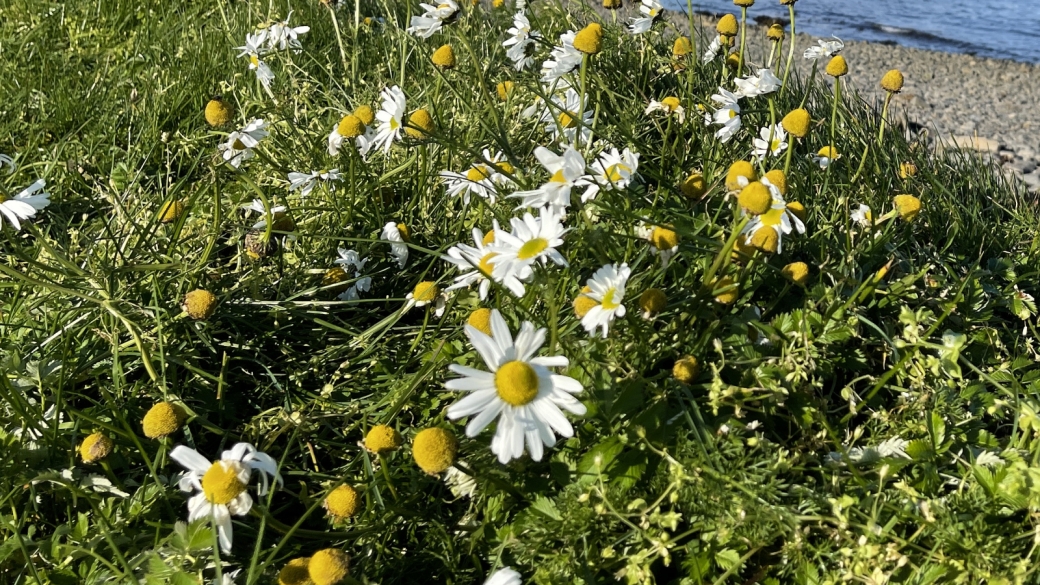 Camomille Inodore - Tripleurospermum Inodorum