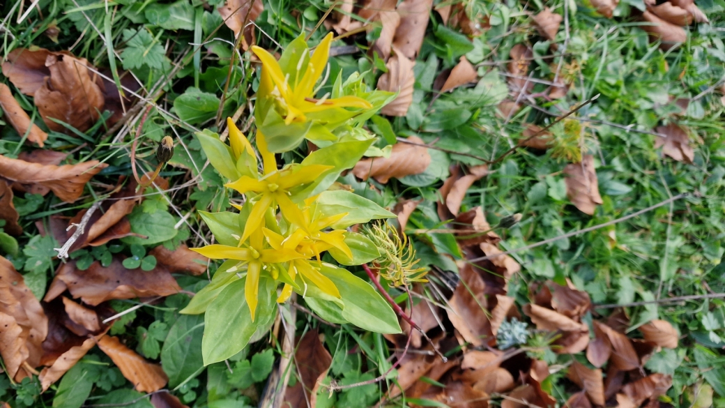 Gentiane Jaune - Gentiana Lutea