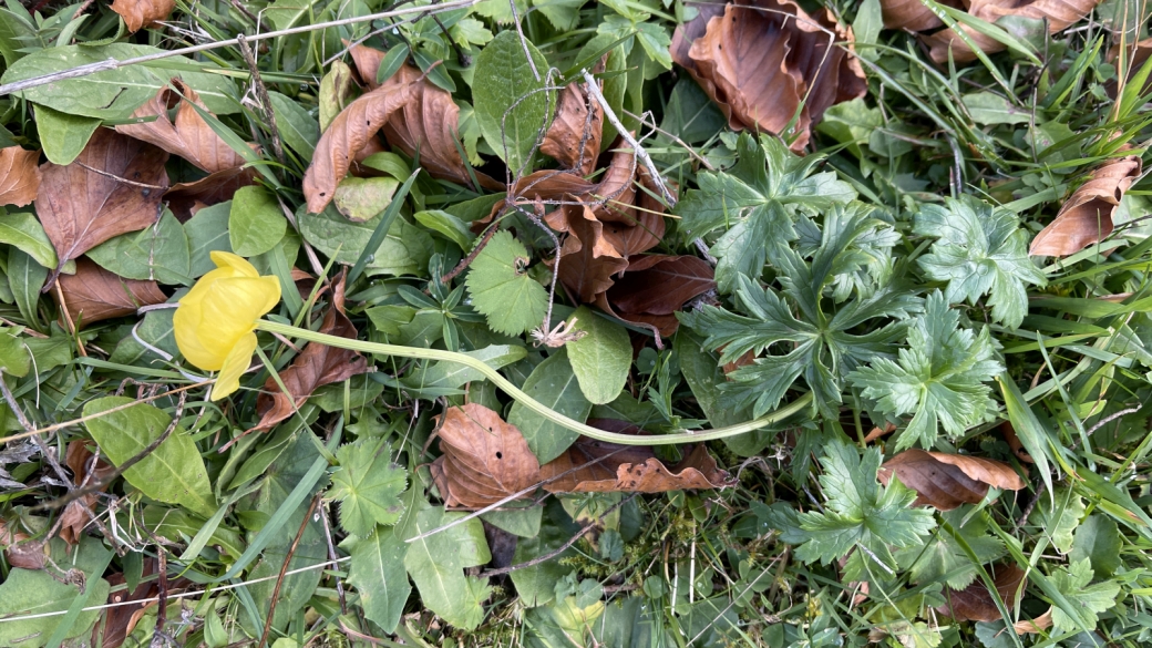 Trolle d'Europe - Trollius Europaeus