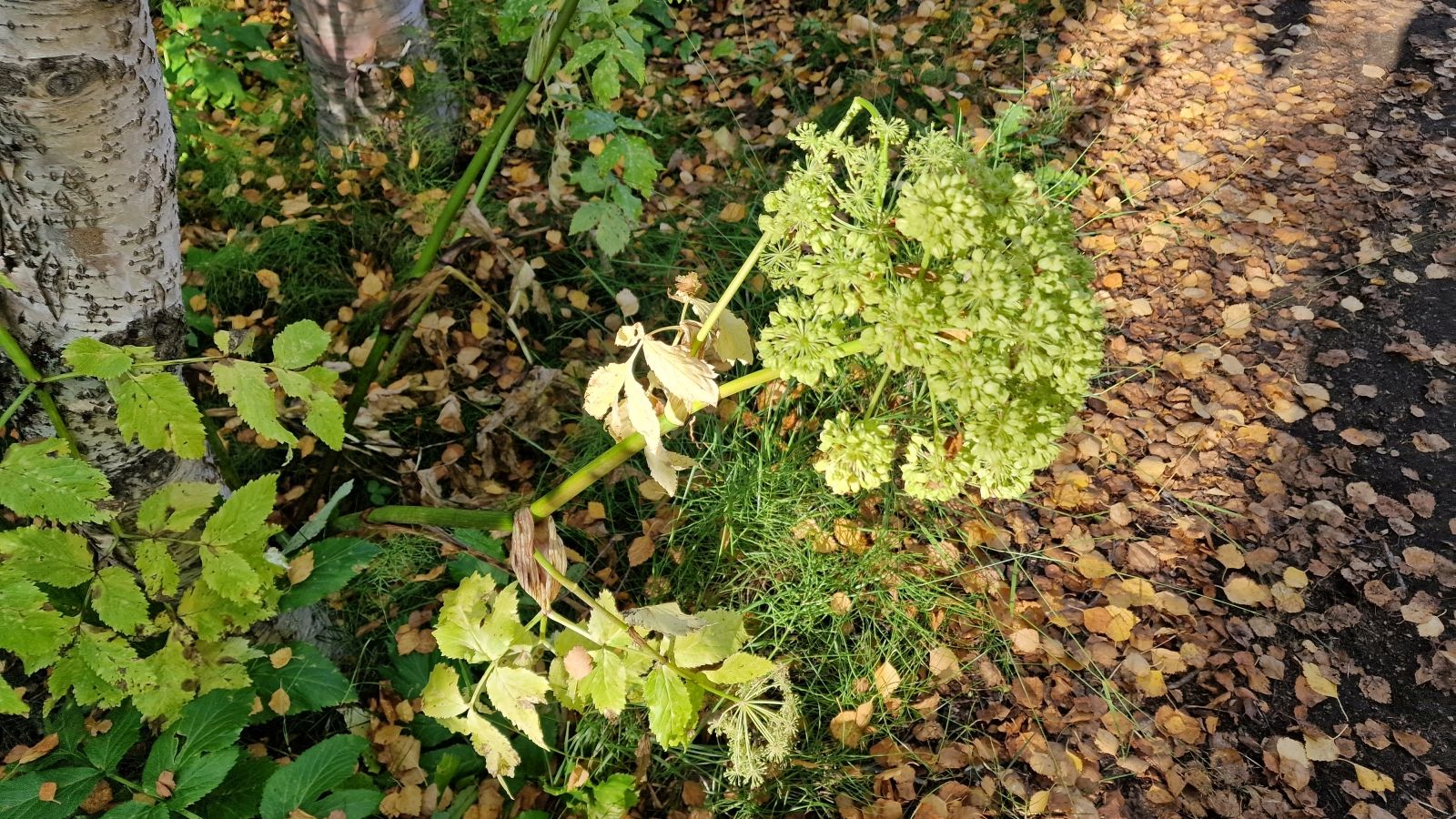 Angélique Officinale – Angelica Archangelica