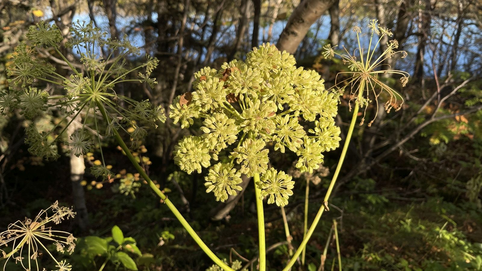 Angélique Officinale – Angelica Archangelica