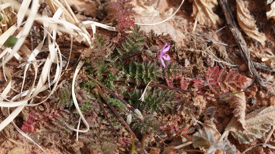 Crane's Bill Geranium - Erodium Cicutarium