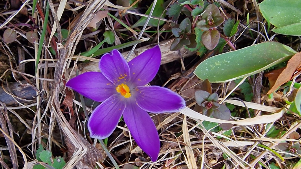 Crocus - Crocus Albiflorus