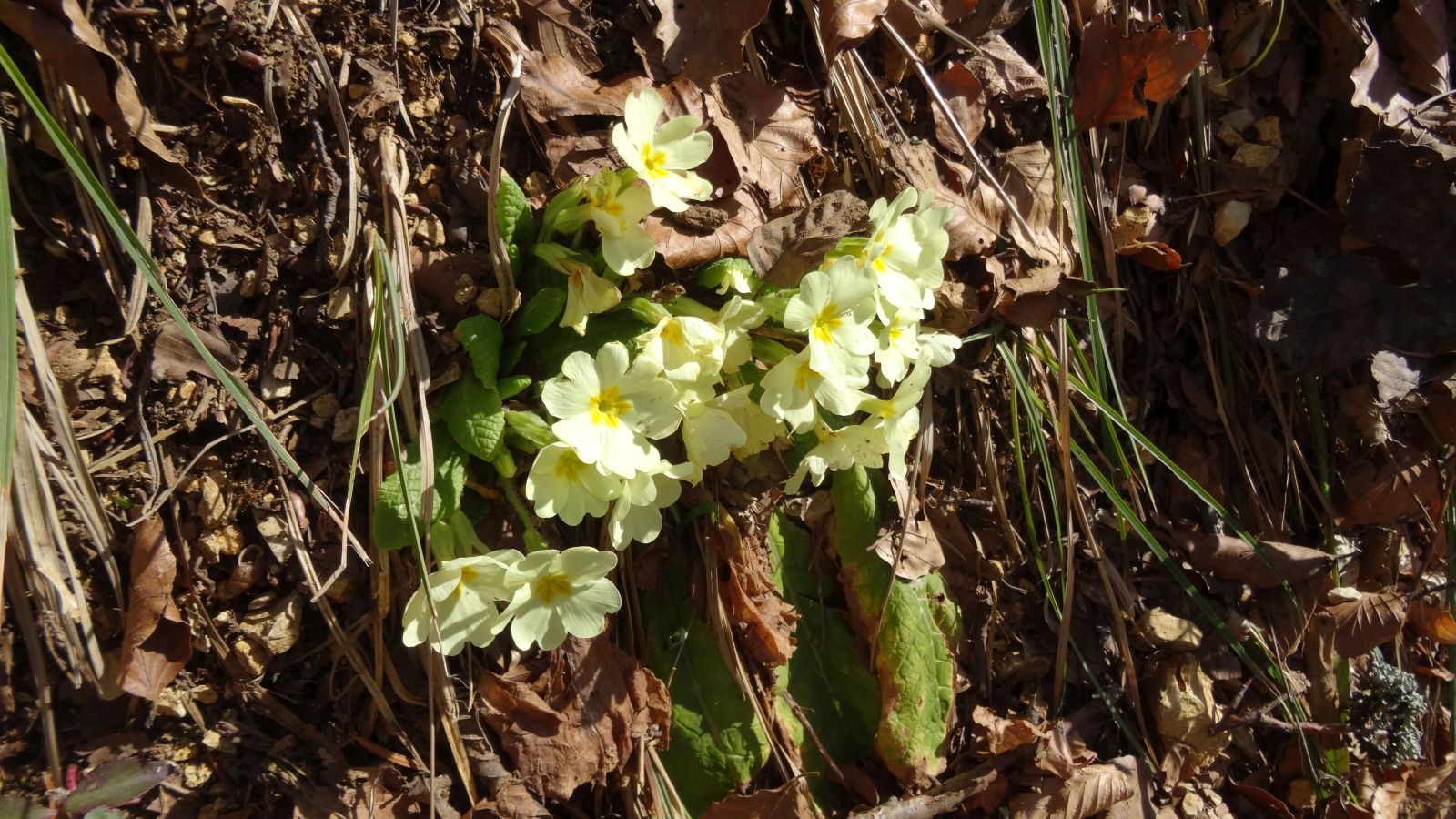 Primevère Commune – Primula Vulgaris