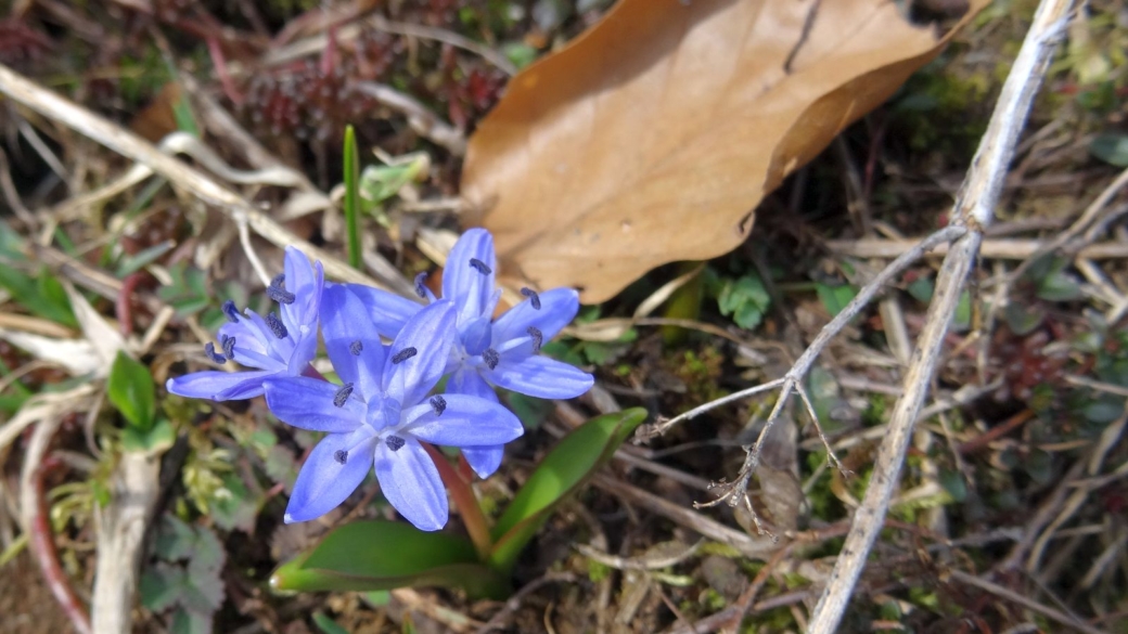 Scille à Deux Feuilles - Scilla Bifolia