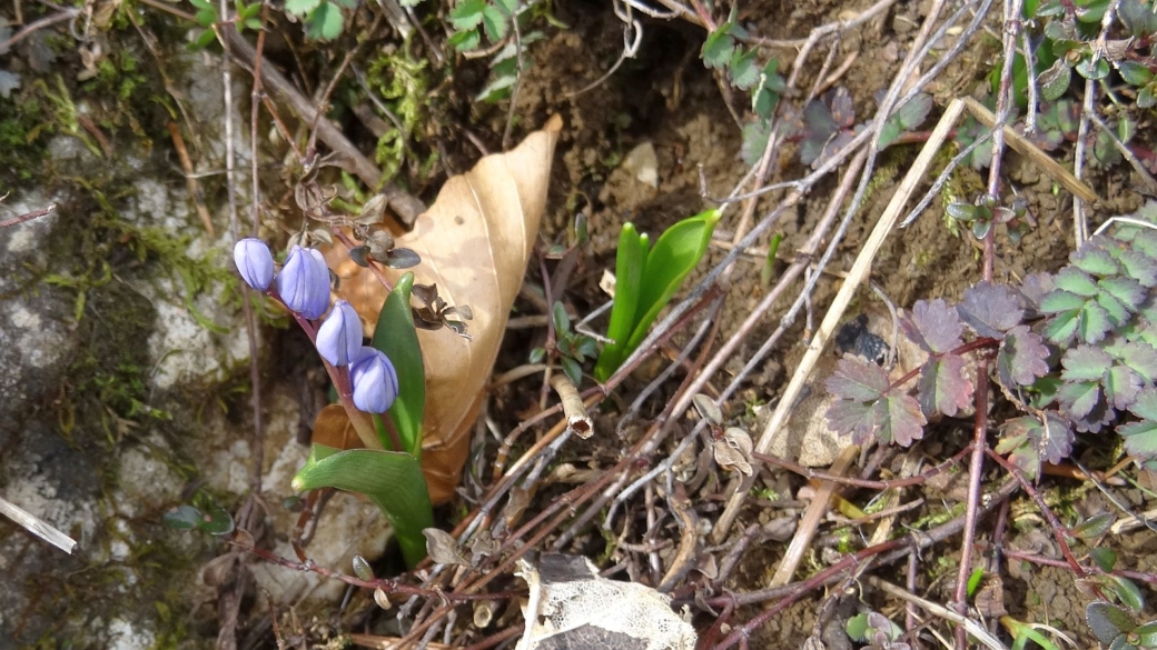 Scille à Deux Feuilles - Scilla Bifolia