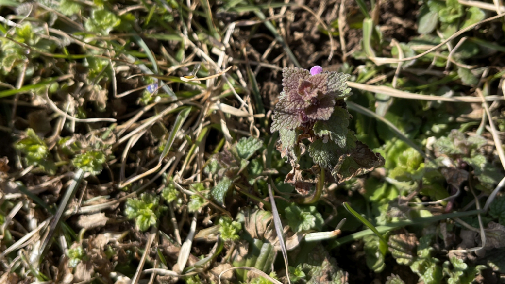 Lamier Rouge - Lamium Purpureum