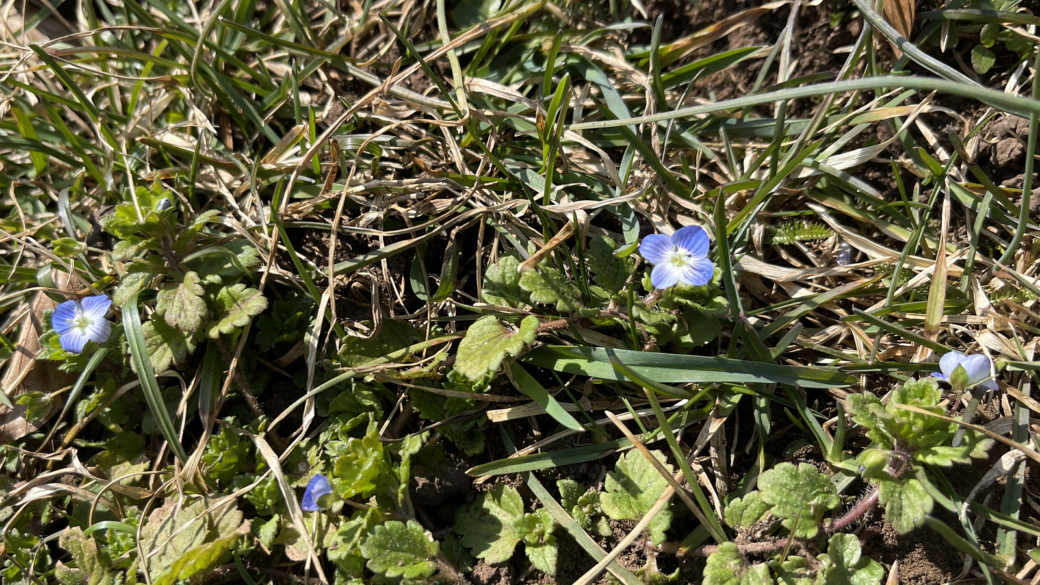 Véronique des Champs - Veronica Arvensis