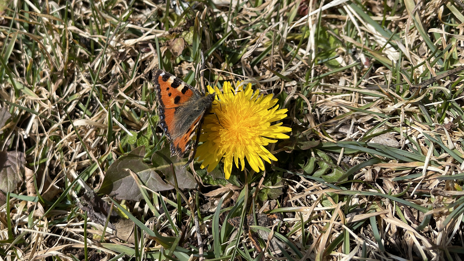 Petite Tortue — Aglais Urticae