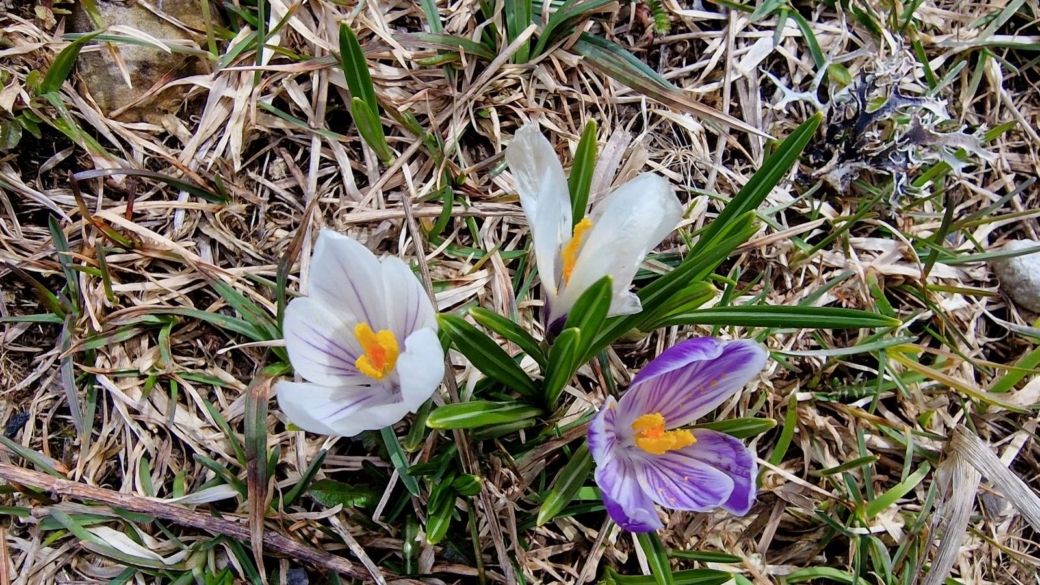 Crocus - Crocus Albiflorus