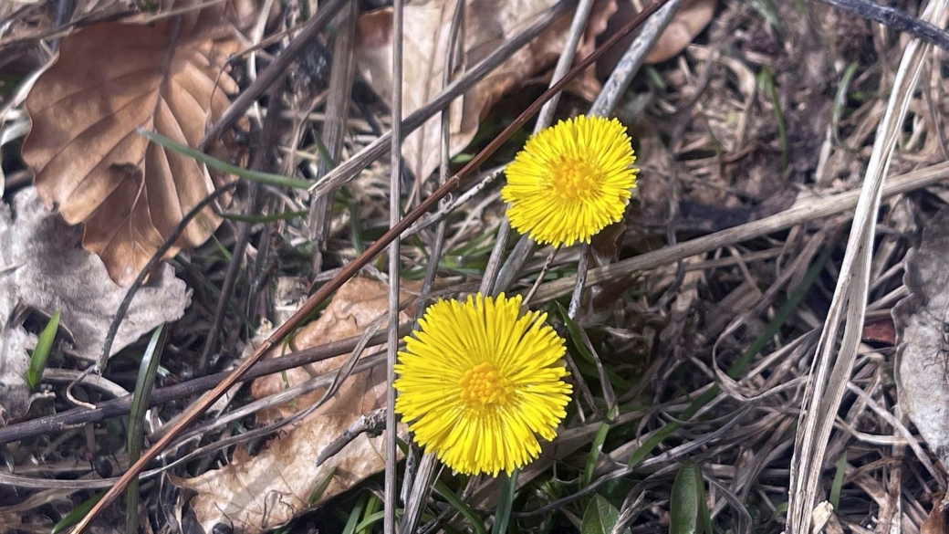 Tussilage - Tussilago Farfara