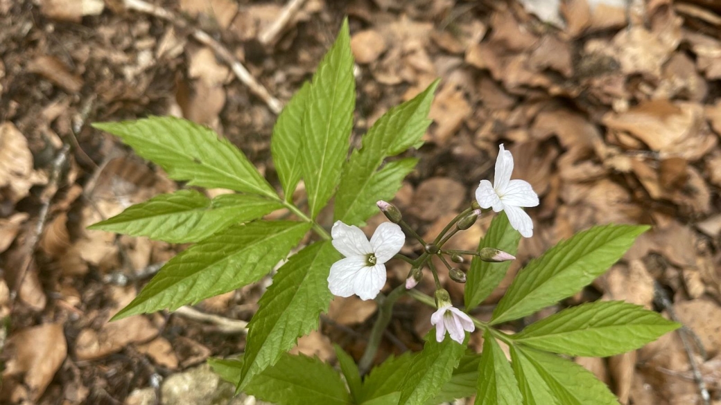 Cardamine à Sept Folioles - Cardamine Heptaphylla