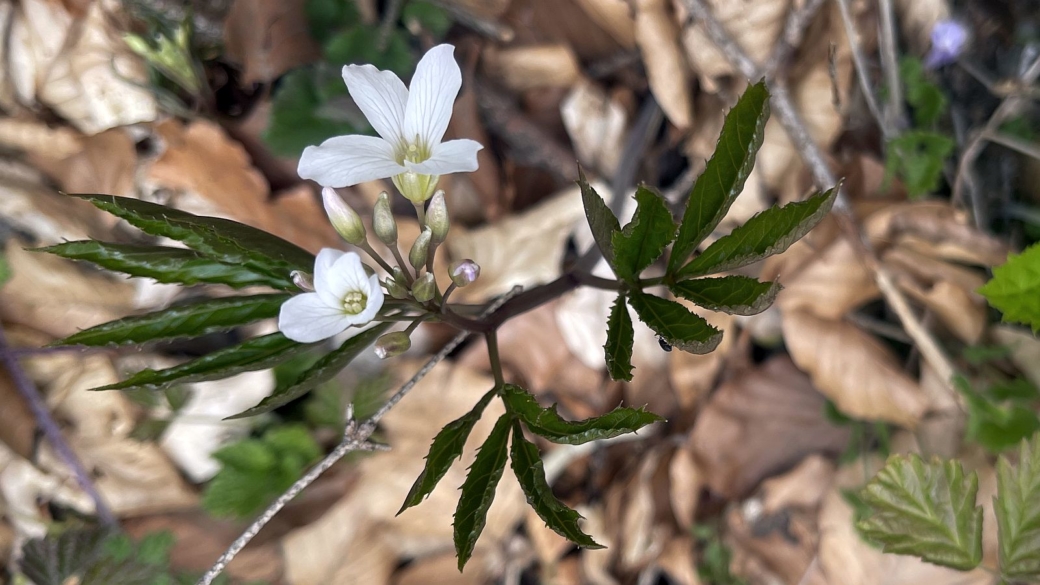 Cardamine à Sept Folioles - Cardamine Heptaphylla