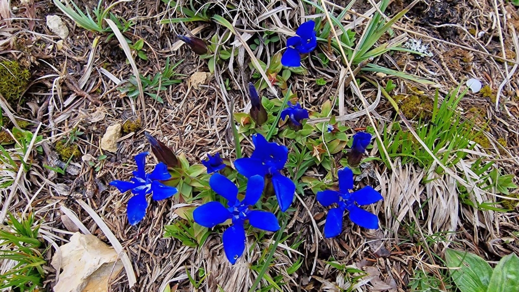 Gentiane Printanière - Gentiana Verna