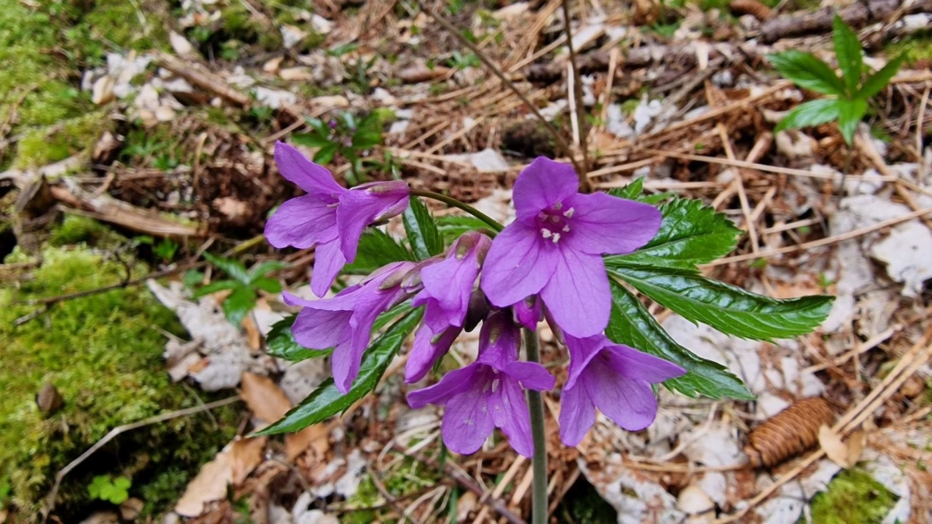 Cardamine à Sept Folioles - Cardamine Heptaphylla