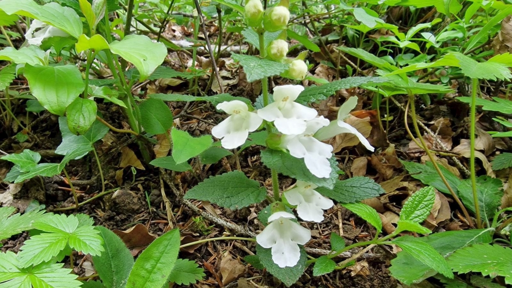 Mélitte à Feuille de Mélisse - Melittis Melissophyllum