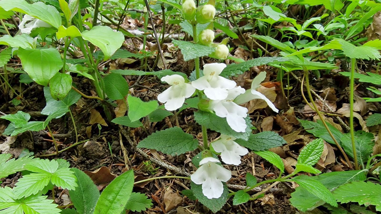 Mélitte à Feuille de Mélisse – Melittis Melissophyllum